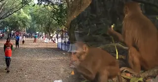 সুন্দরবন বিপর্যয়ের পথে: দূষণ–অব্যবস্থাপনায় হুমকিতে জীববৈচিত্র্য